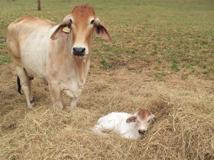 Brahman cow and calf in a pasture.