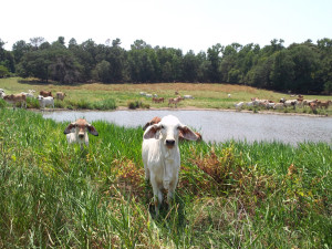 Brahman calves in a pasture with a pond in the background.