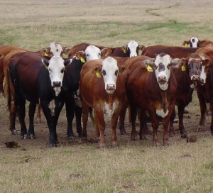 Cattle in a pasture