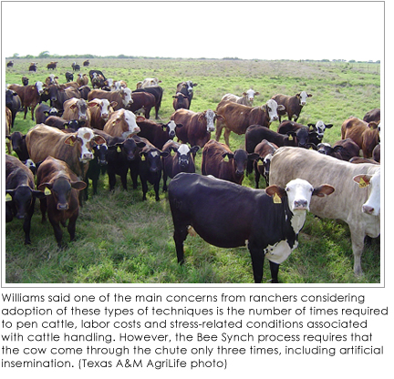 Cattle lined up at a ranch