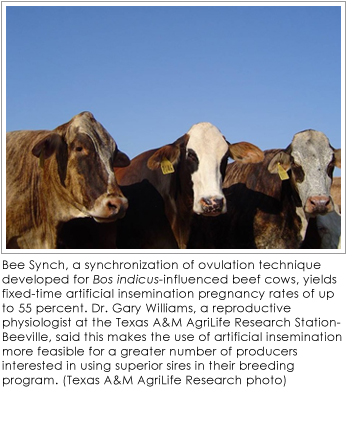 A group of cattle looking at the camera