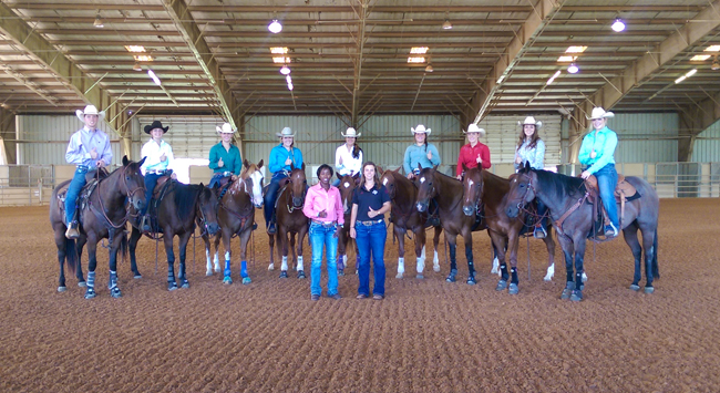 The Stock Horse Team