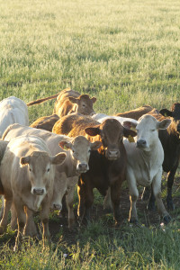 A group of cattle at a ranch.