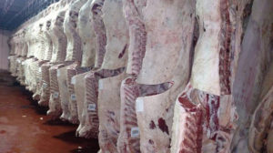 Beef carcasses