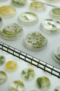 Different strains of algae shown at a Solazyme facility.
Credit: AP Photo/Jeff Chiu