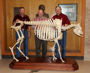Ray Riley, manager of the Rosenthal Meat Science and Technology Center, Dr. Gary Smith, visiting professor, and Dr. Davey Griffin, professor and extension meat specialist, with “Bossie,” a cow skeleton model built by Don Rea in 1969 when he was an undergraduate student in the department. “Bossie” is still used today for educational demonstrations.
