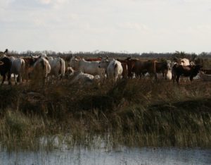 Cattle grazing in a pasture with water in the foreground.