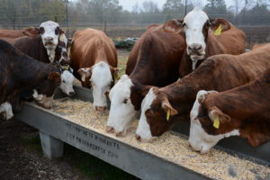 Cattle eating at a feeding trough.