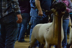 A show animal at Aggiefest judging contest.