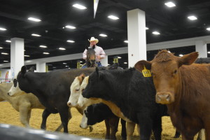 Dr. Ron Gill leading a cattle handling demonstration in Fort Worth.