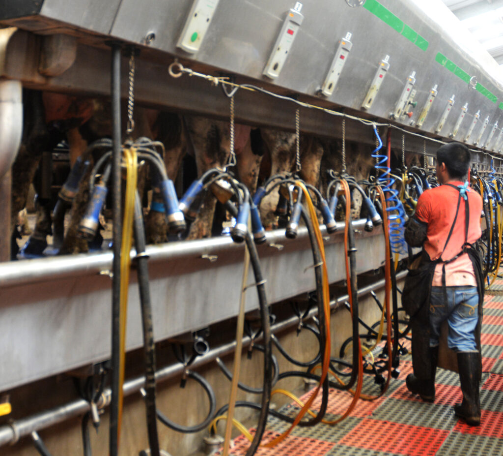 A worker in a dairy farm checking equipment.