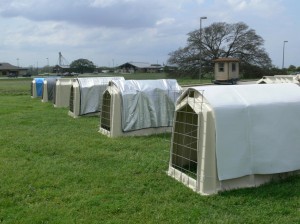 A row of cow hutches covered with hutch covers in a field.