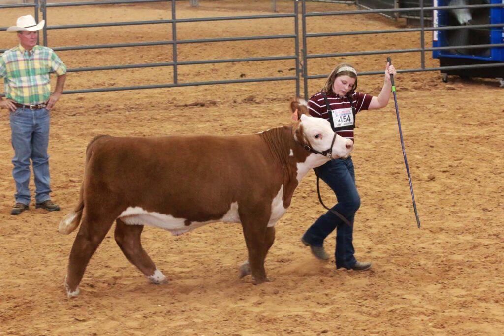 A show participant working with a steer.