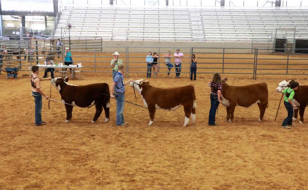 Participants in a youth show are working with cattle.