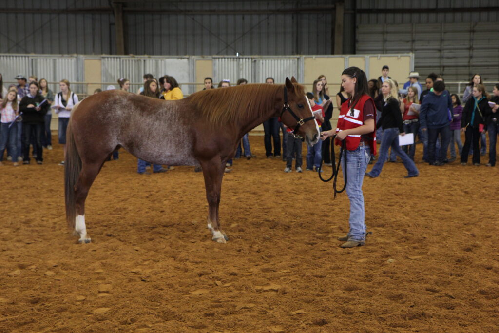 A woman working with a horse in an arena.