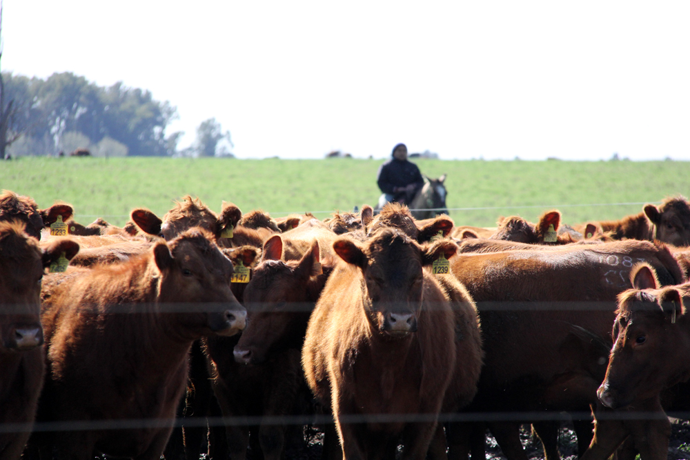 Cattle in a ranch.