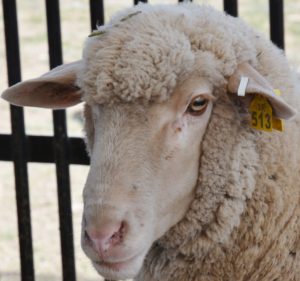 A sheep with a metal ear tag.