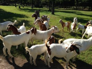 Goats in a pasture
