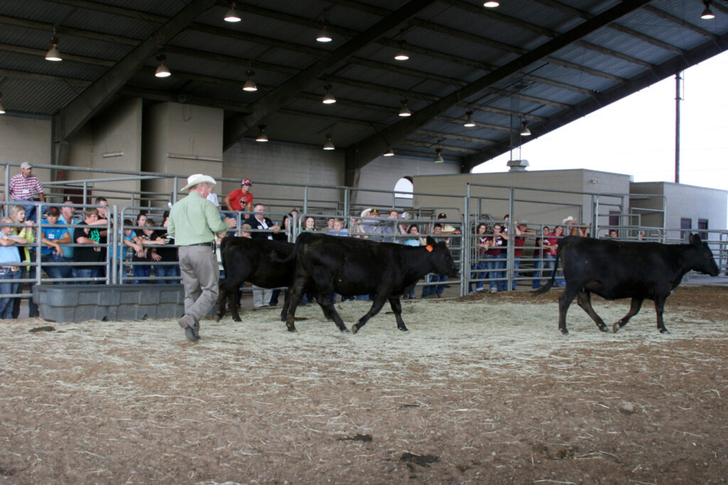 Dr. Ron Gill gives a live demonstration to 47 students during the first Commercial Steer Camp at Texas A&M.