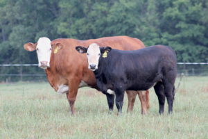 Cattle in a pasture.