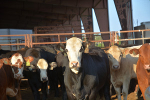 Cattle in a pen
