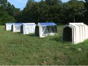 Calf hutches in a field.