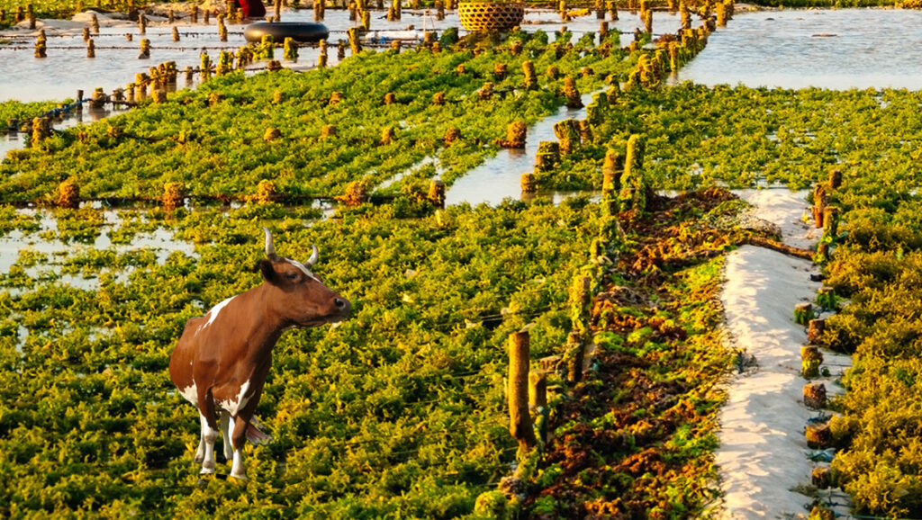 A photo of a cow in an algae patch.