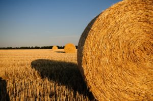 Round bales of hay in a field with a clear sky.