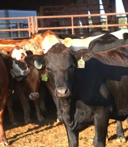 Cattle in a pen