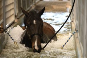A horse going through water.