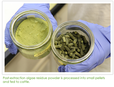 Post-extraction algae residue powder is processed into small pellets and fed to cattle.