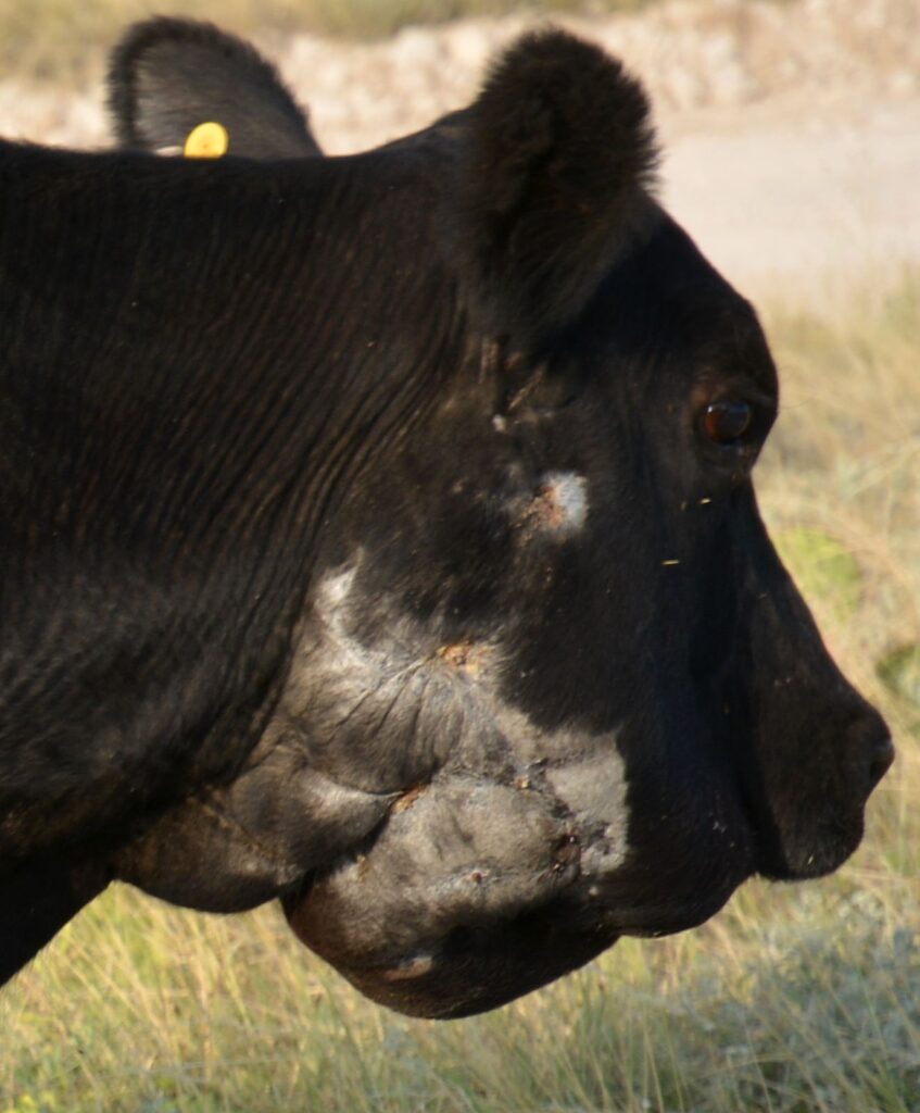 Cow bitten by a venomous snake. The chin and neck are swollen from the snake bite.