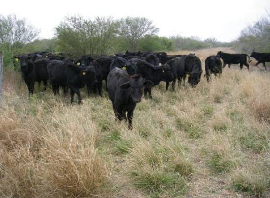 A set of Brangus heifers in the brush covered in sleet.