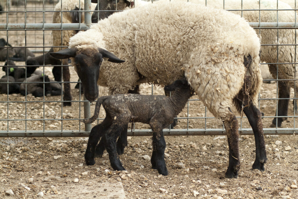 A sheep tending to its young.
