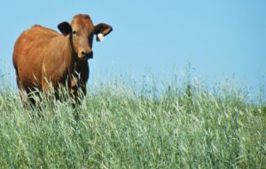 A cow grazes annual ryegrass in East Texas. 