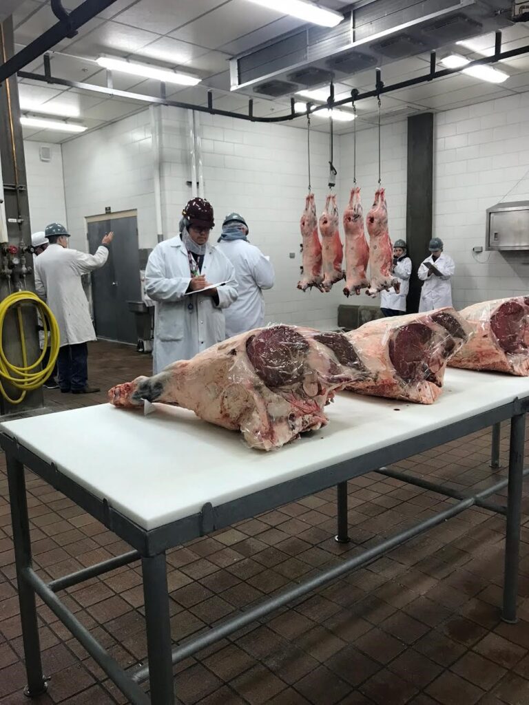A man with a clipboard evaluates meat carcasses on a table.