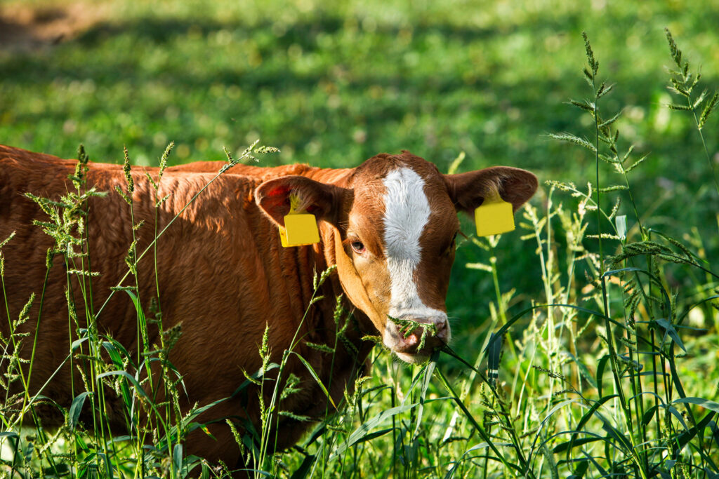 A cow with ear tags stands in a pasture with tall grass in the foreground.