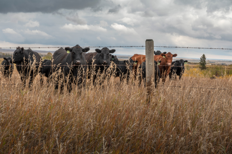 Cattle behind a fence in a pasture.