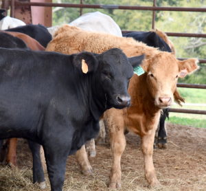 Cows looking at a camera in an enclosure.
