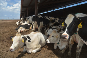 Dairy cattle laying in the shade.