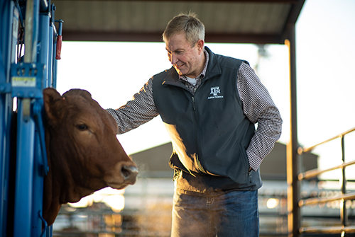 Dr. Cliff Lamb working with a cow.