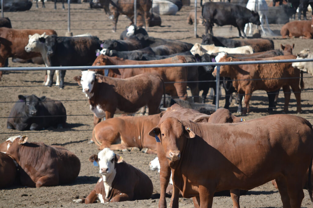 Beef cattle in a pen.