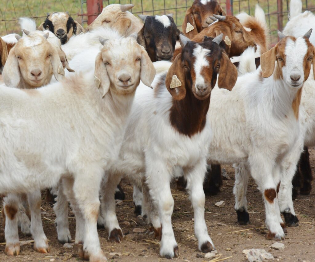A group of goats at a farm.