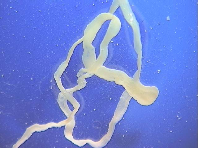 The bobcat tapeworm, Spirometra mansonide, can be found in both wild and domestic cats, according to experts. They are more prevalent in Gulf Coast areas and hosts, such as feral hogs, can come into contact by consuming contaminated water. (Texas A&M AgriLife photo)