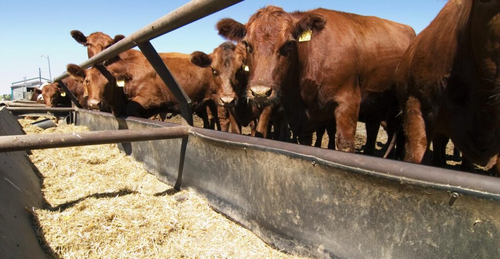 Cattle feeding in a trough full of hay.