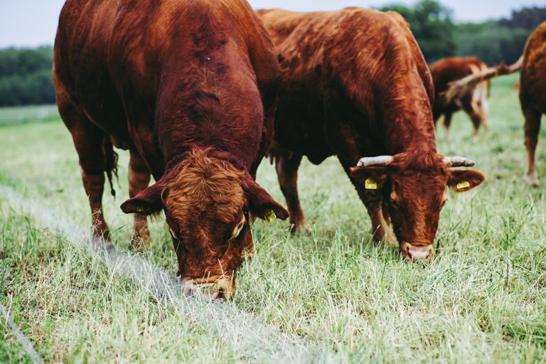 Cattle grazing on grass.