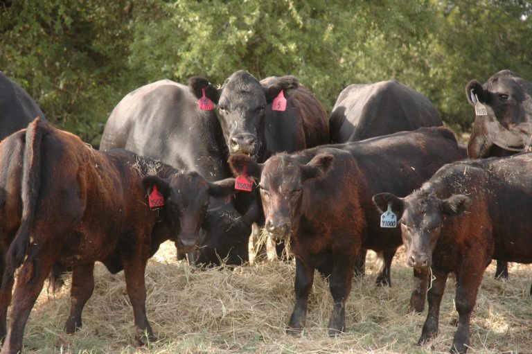Cows feeding on hay.