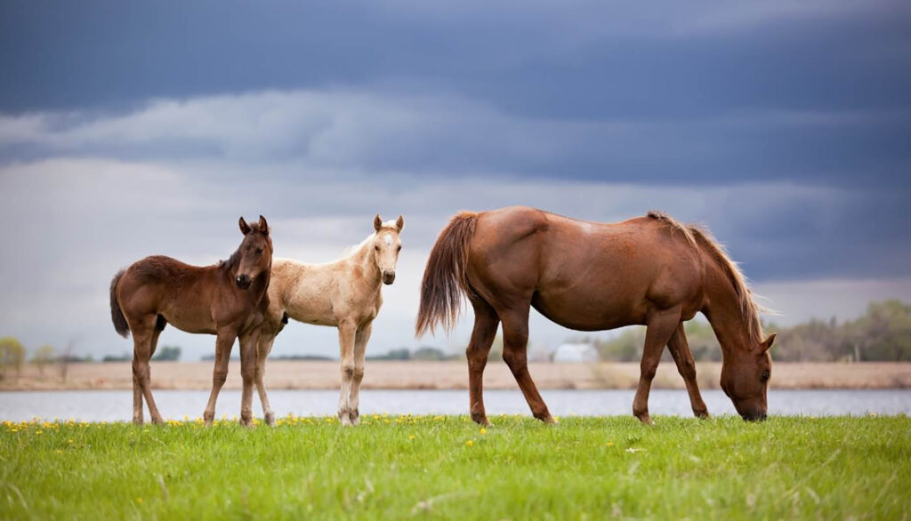 Horses in a pasture. The brown horse on the right is feeding on grass.