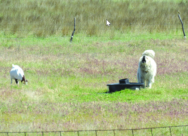 A goat in a pasture with a dog. The dog looks like it is barking at something.