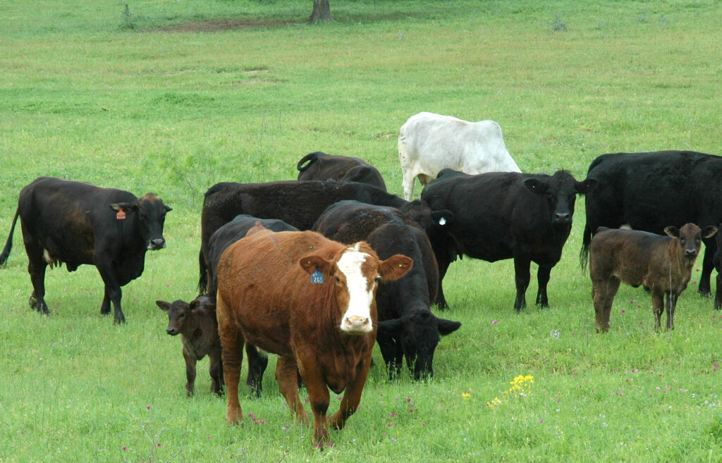 Cows and calves grazing on green grass help performance